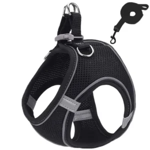 Adjustable reflective harness and leash on a small dog