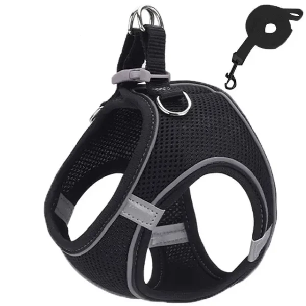 Adjustable reflective harness and leash on a small dog