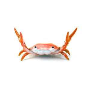 Colorful crab-shaped desktop pen holder with pens