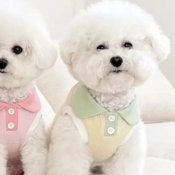 Small breed dog wearing a breathable soft fabric polo shirt